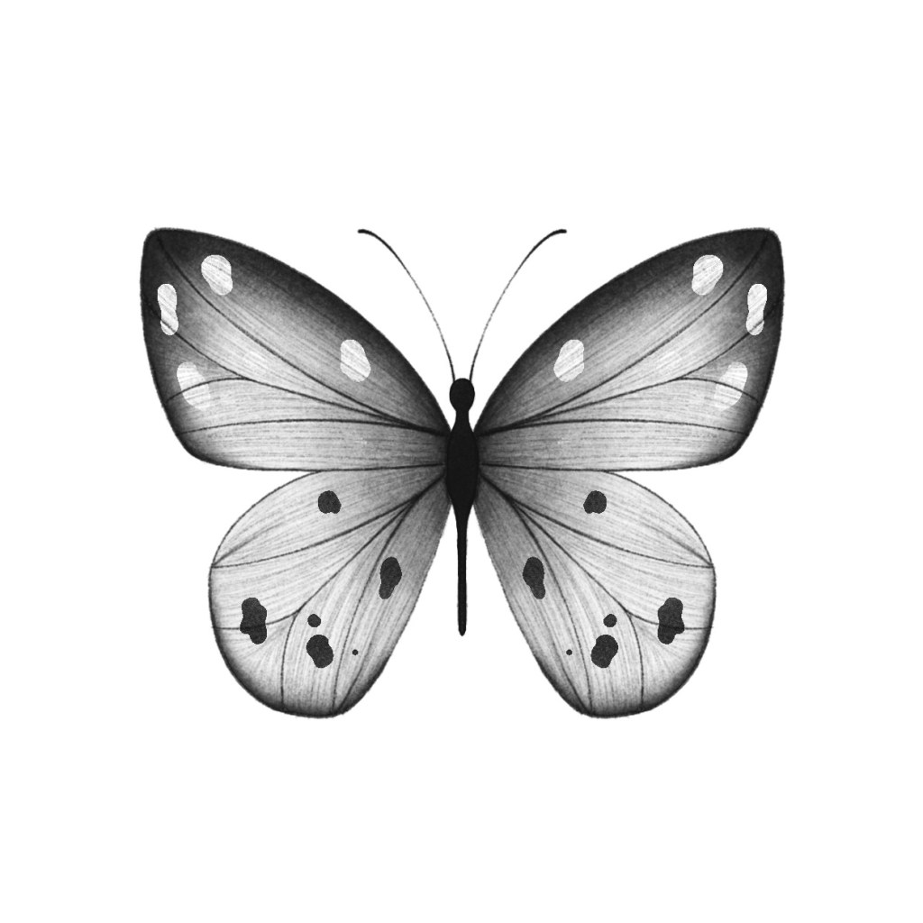 N°3C : Papillon