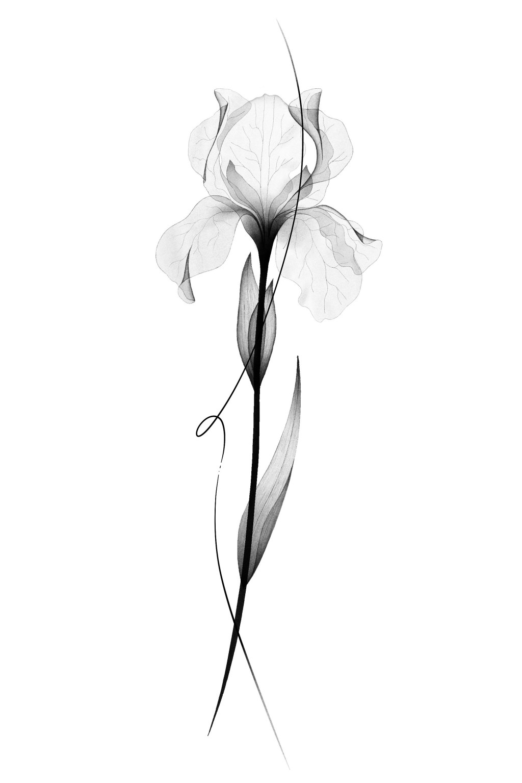 N°7A : X-Ray&nbsp;Iris