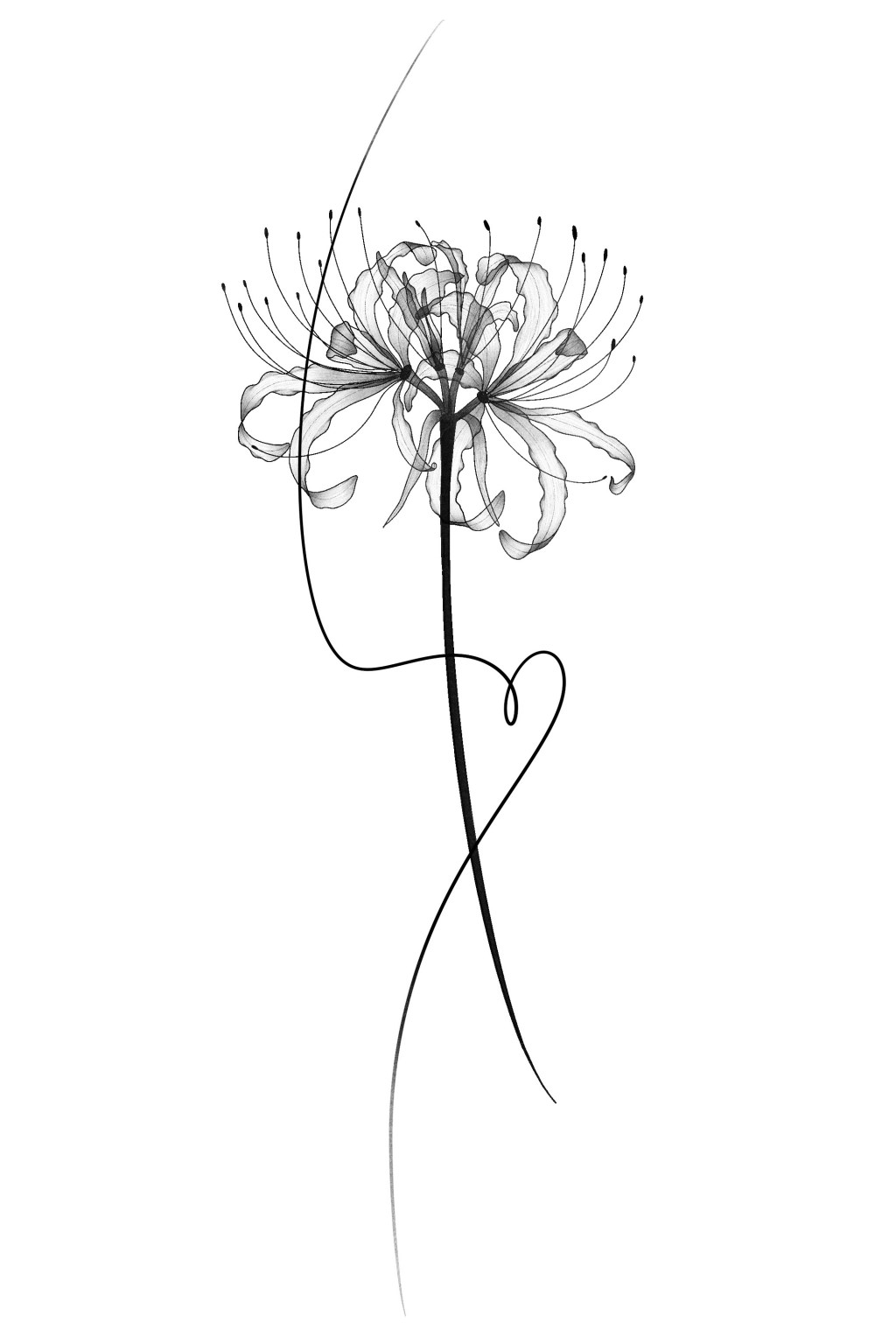 N°7C : X-Ray&nbsp;Lycoris